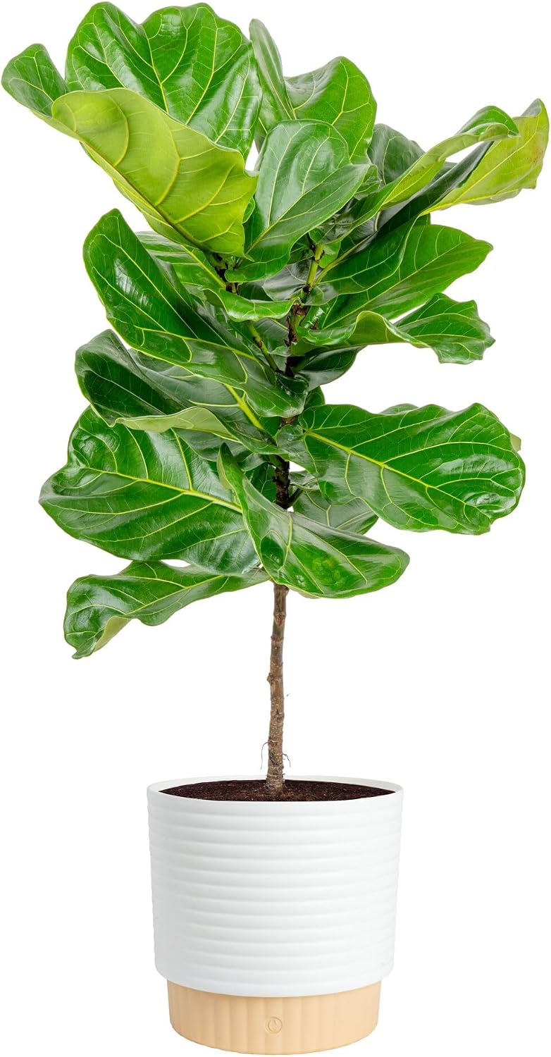 Fiddle Leaf Fig - Fiddle Leaf Fig Tree, Live Houseplant