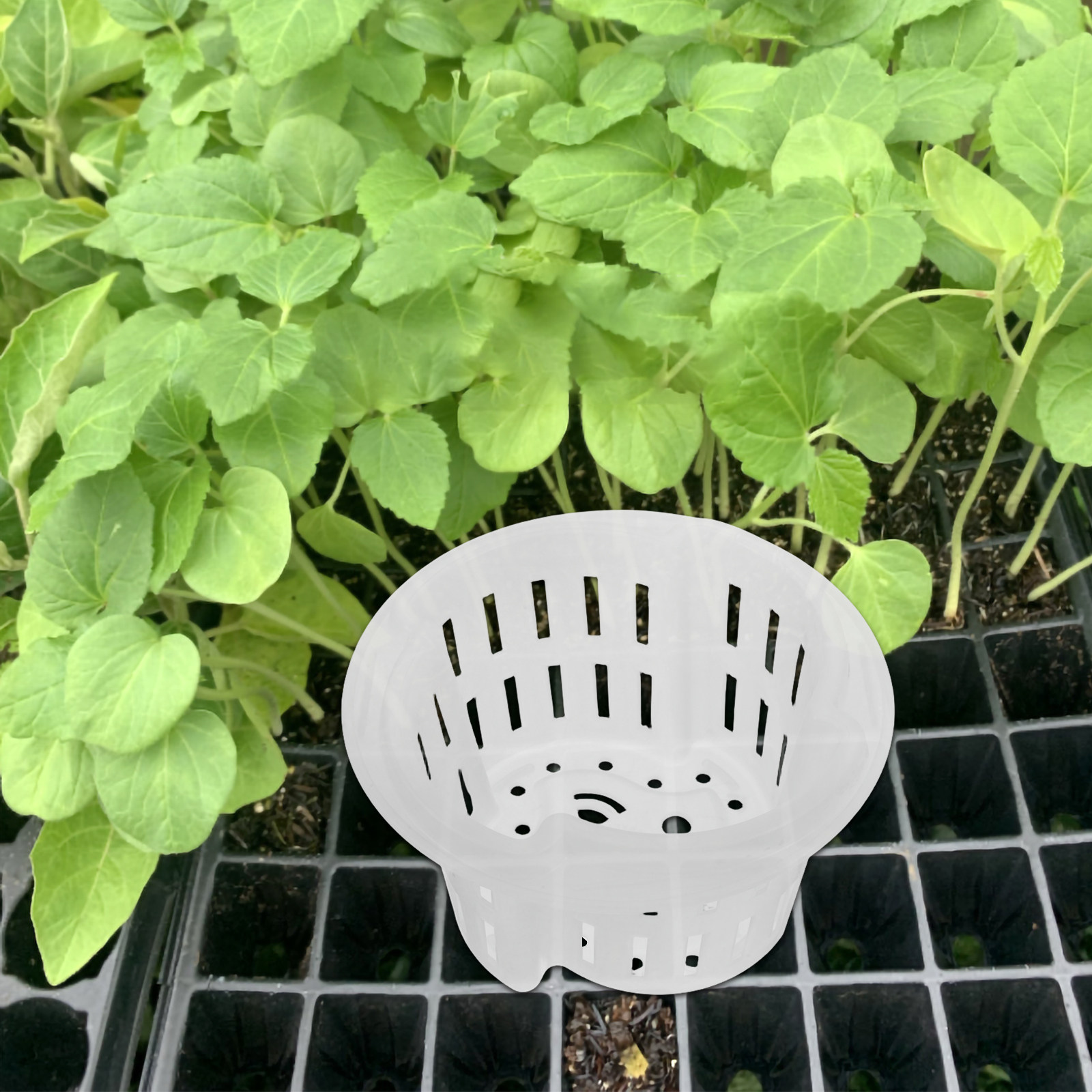 4Pcs Hydroponic Vegetable Cult - đánh giá và giá Indoor Plants