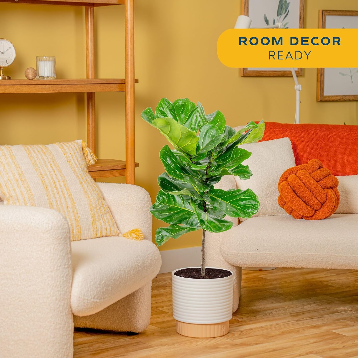 Fiddle Leaf Fig Tree, Live Hou - đánh giá và giá Fiddle Leaf Fig