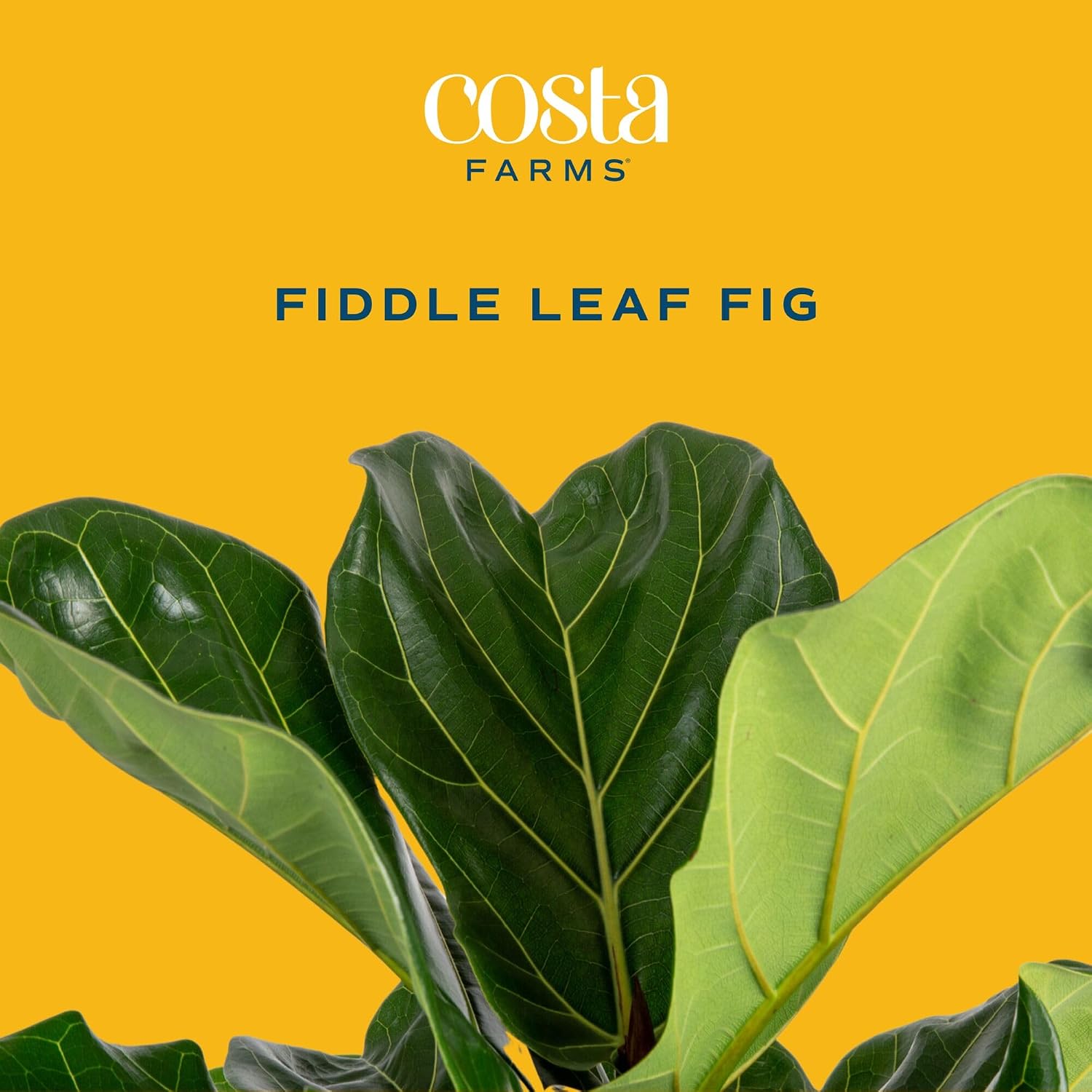 Fiddle Leaf Fig Tree, Live Hou - đánh giá và giá Fiddle Leaf Fig