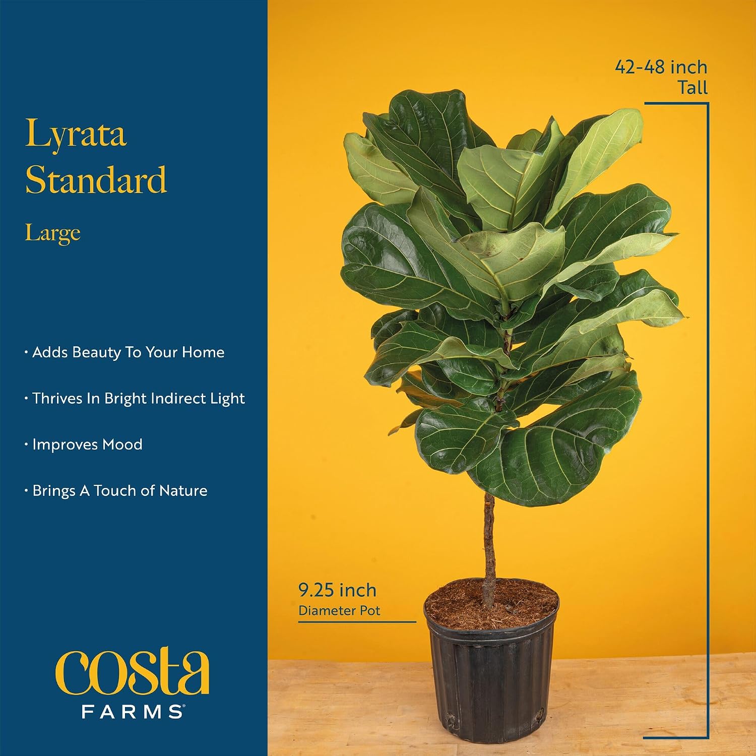 Fiddle Leaf Fig Tree, Live Hou - đánh giá và giá Fiddle Leaf Fig